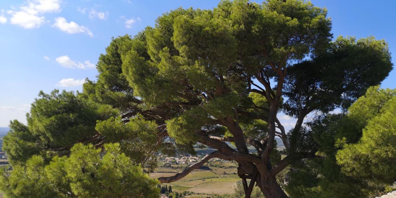 Le Mimosa Bed & Breakfast Saint-Saturnin-de-Lucian ภายนอก รูปภาพ